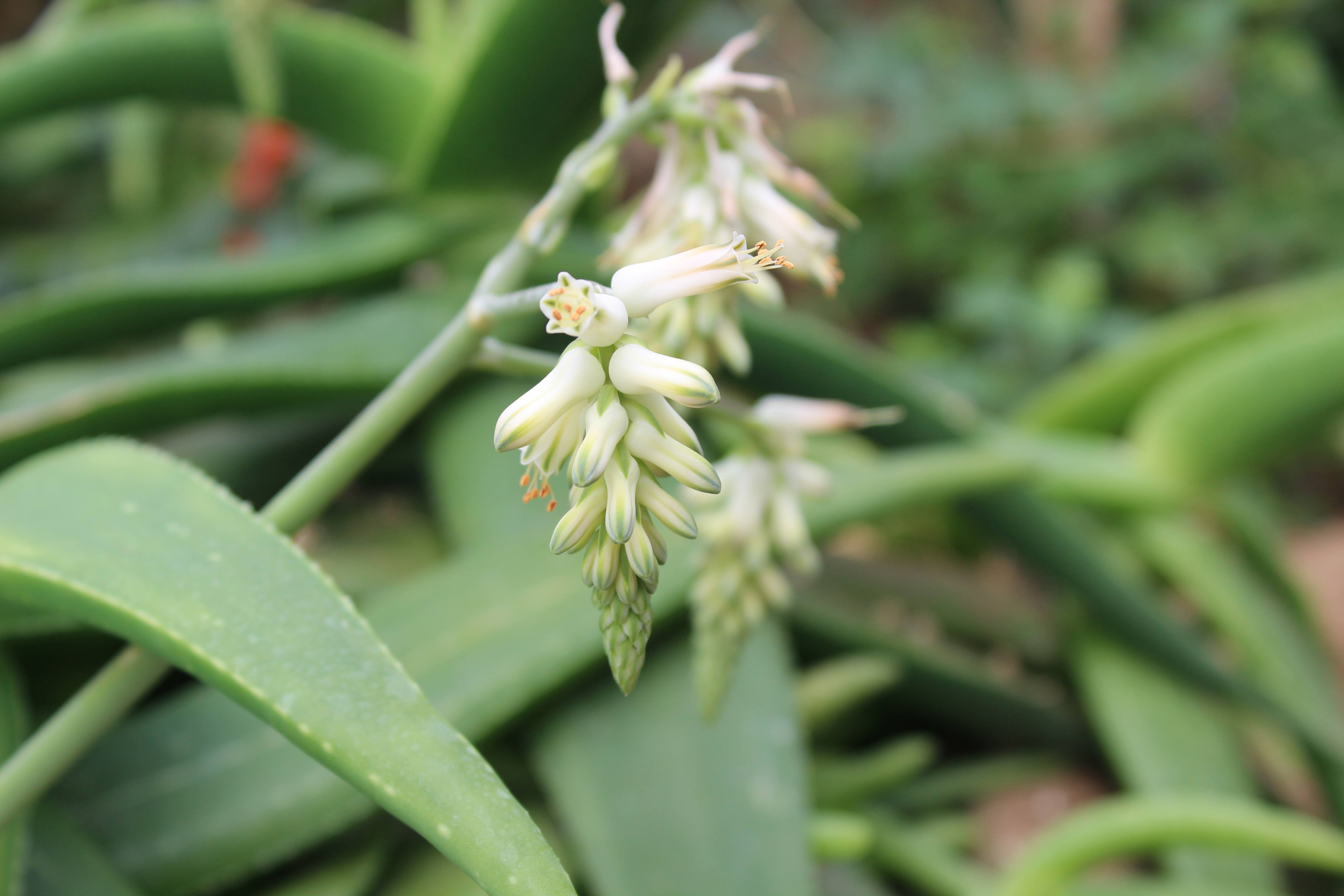 Plant Image